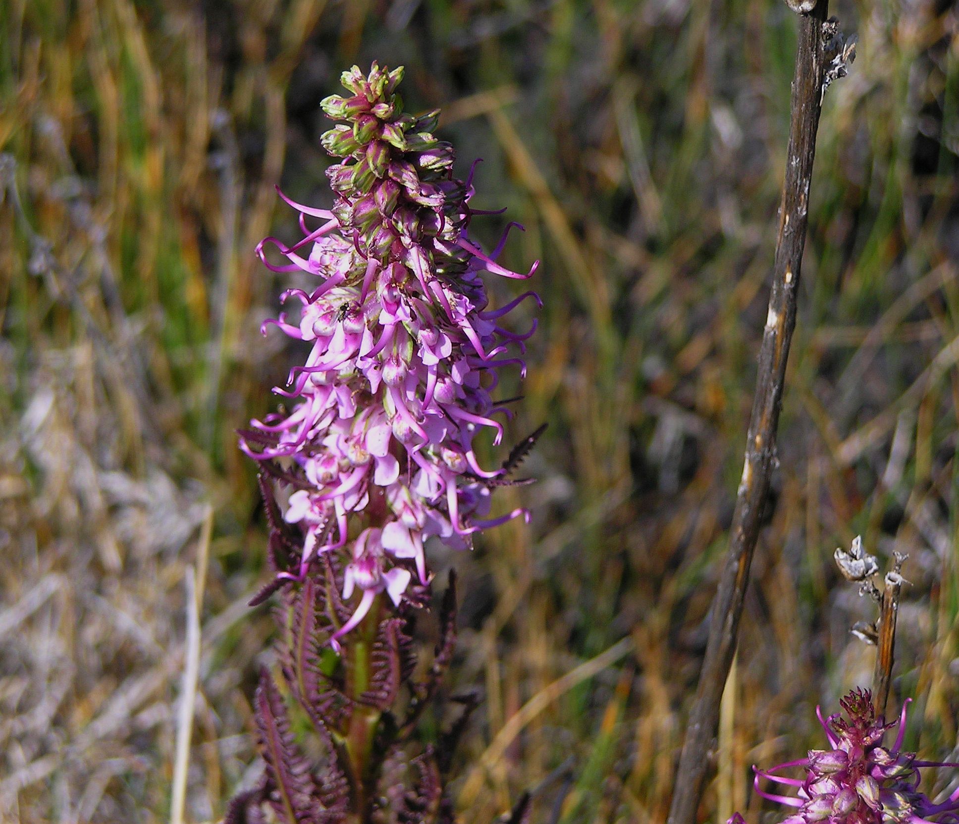Little Pink Elephants